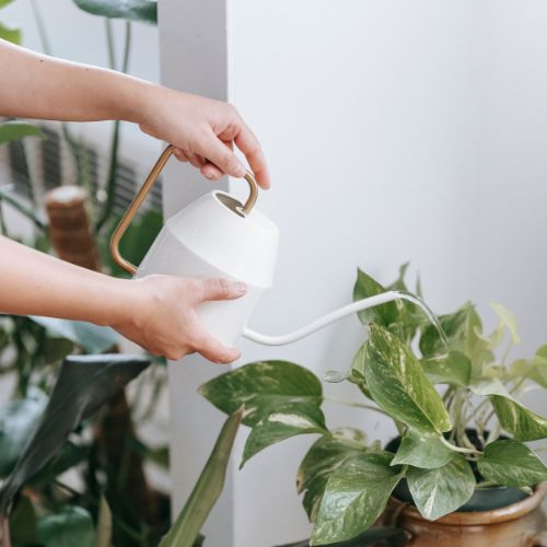 peut on arroser les plantes avec l'eau du seche linge - plante verte arrosage eau sèche linge